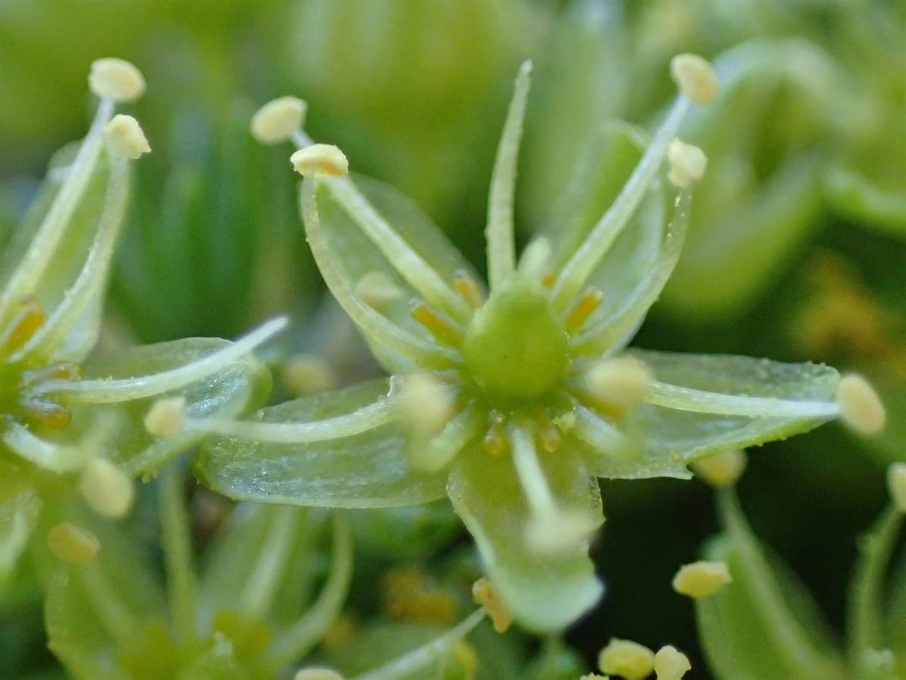 Minuartia sedoide 3