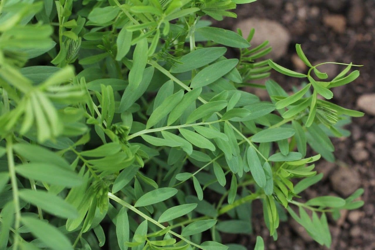 Soczewica jadalna 19