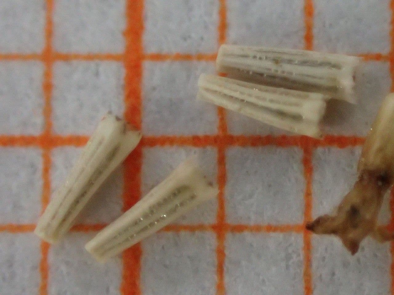 Mutterkraut 25