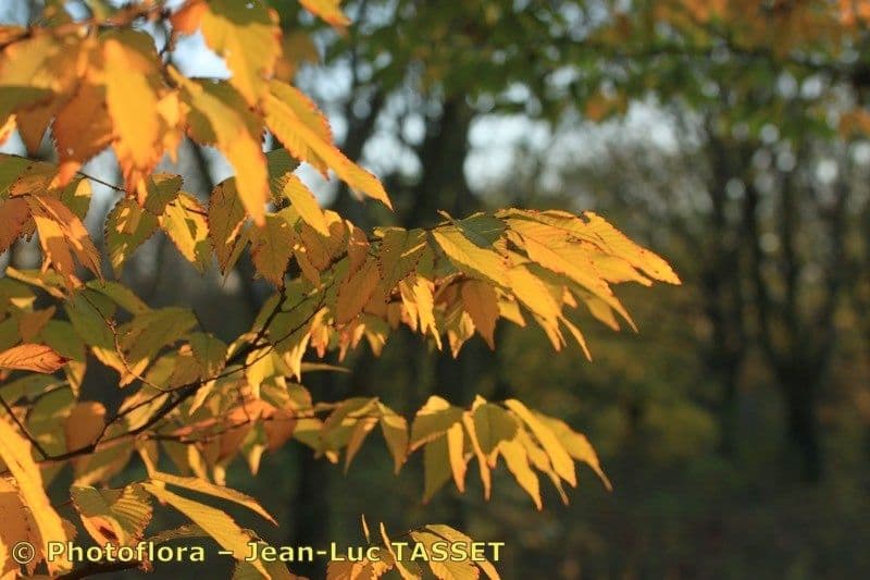 Zelkova 26