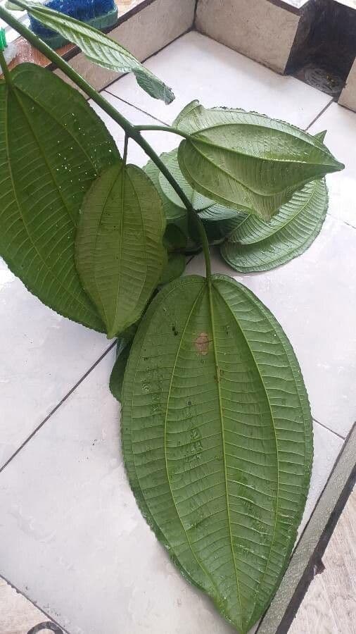 Miconia 7