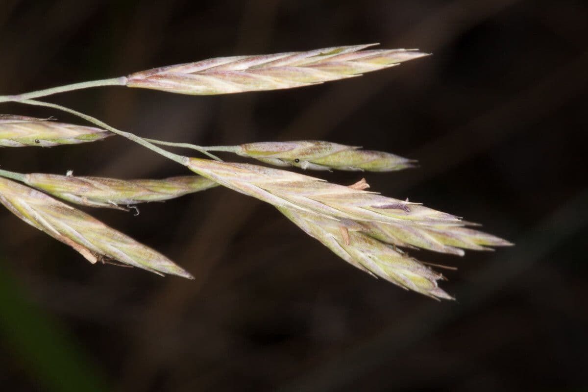Festuca flavescens 5