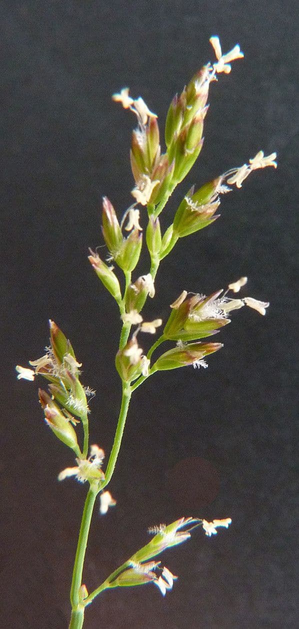 Fienarola compressa 6