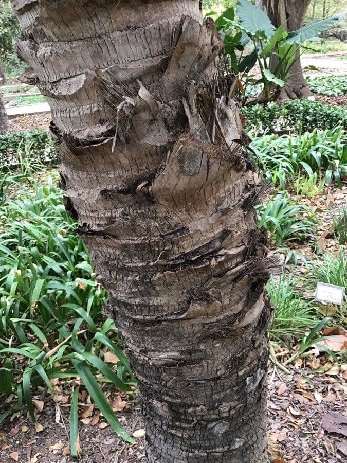 Sabal mauritijský 7