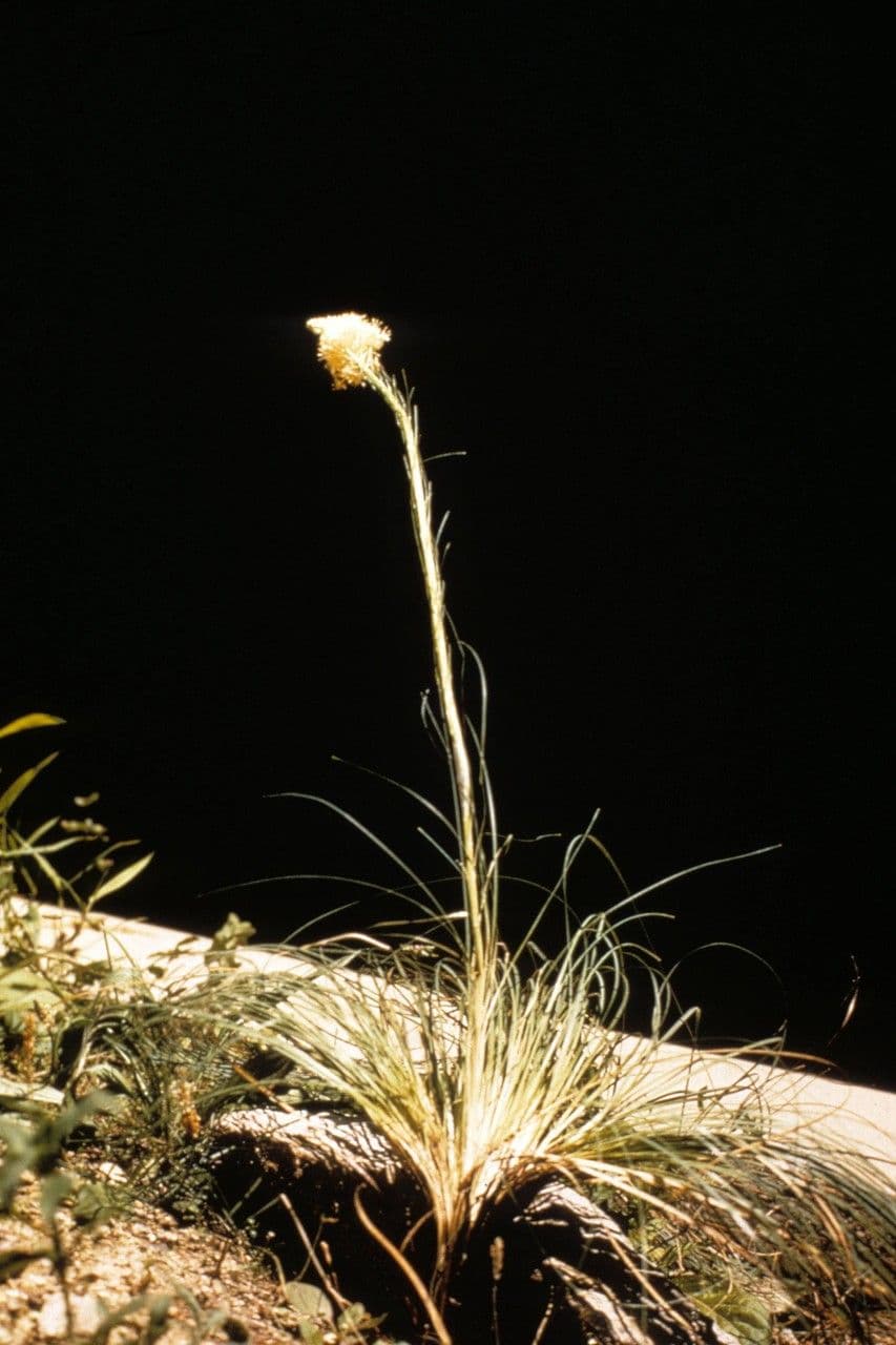 Xerophyllum 5