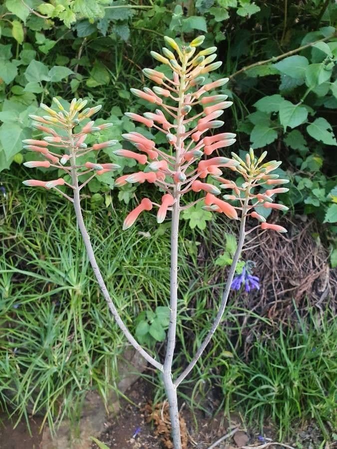 Aloe 8