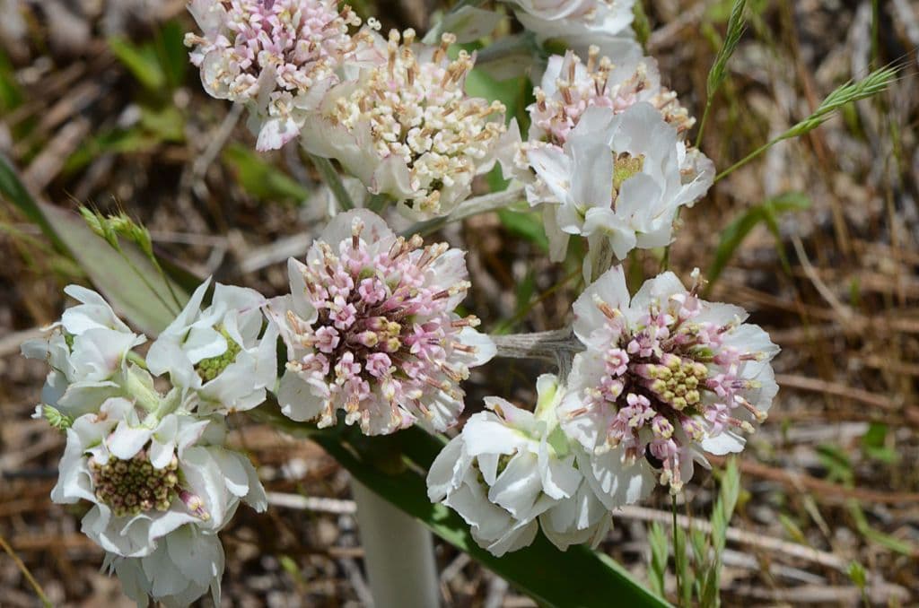 Hymenopappus artemisiifolius 10