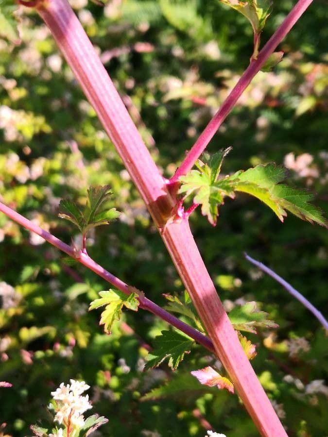 Neillia incisa 17