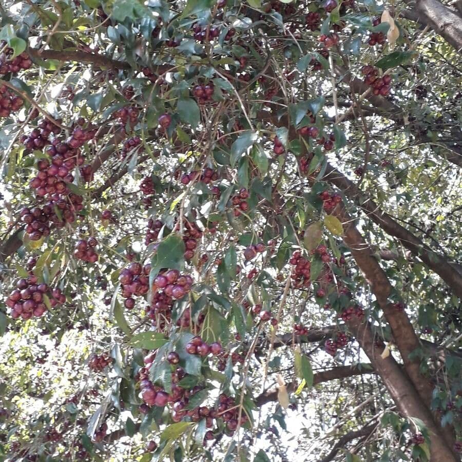 Garcinia 13