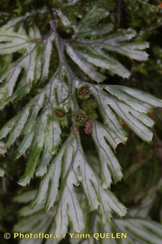 Braunes Hymenophyllum 2