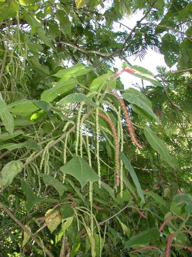 Acalypha a spiga grande 15