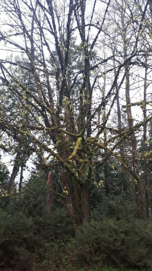 Oregon-Ahorn 14