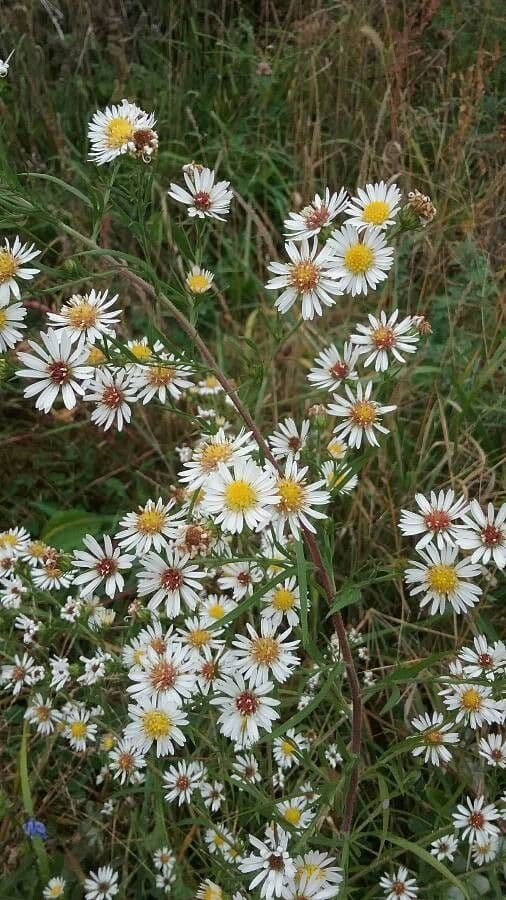 Heide-Herbst-Aster