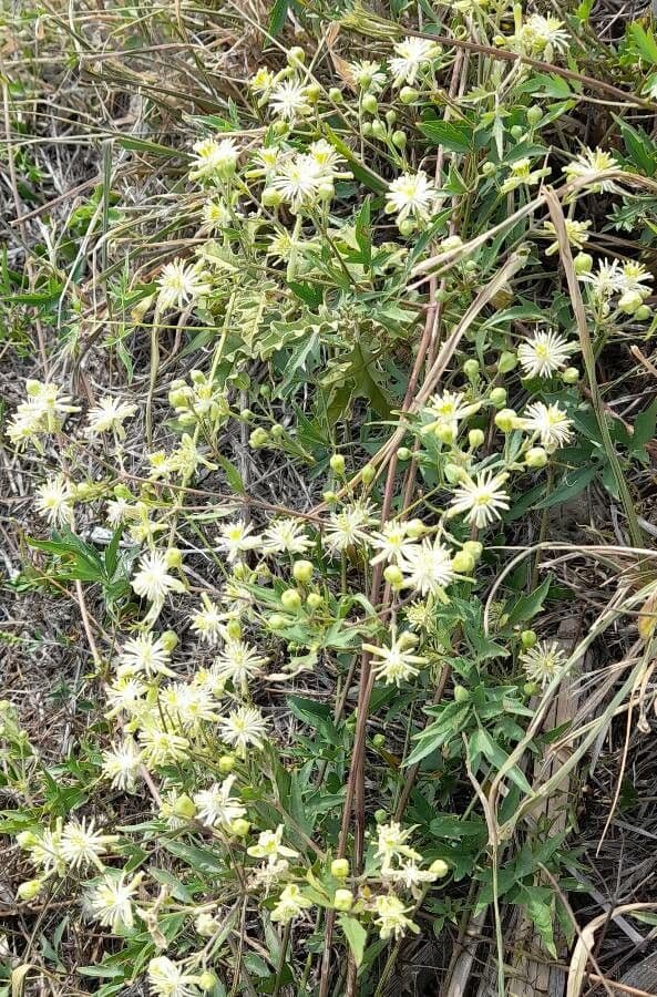 Clematis campestris 9