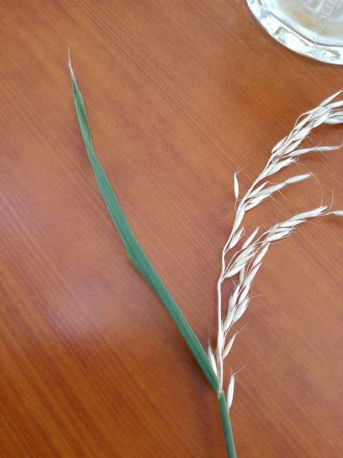 Eragrostis 11