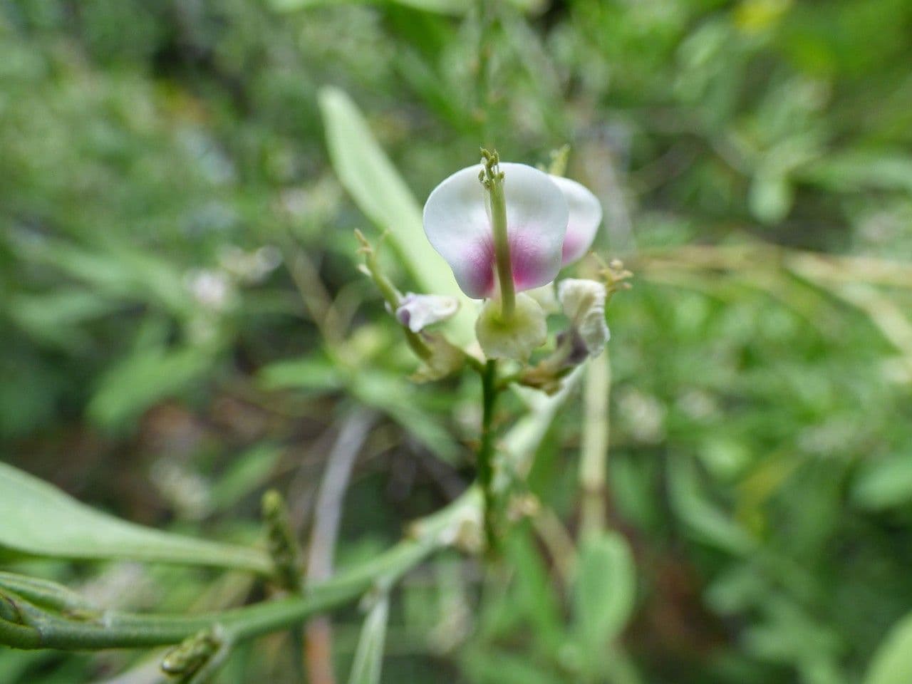Indaco 6