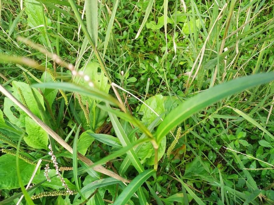 Persicaria ingannevole 11