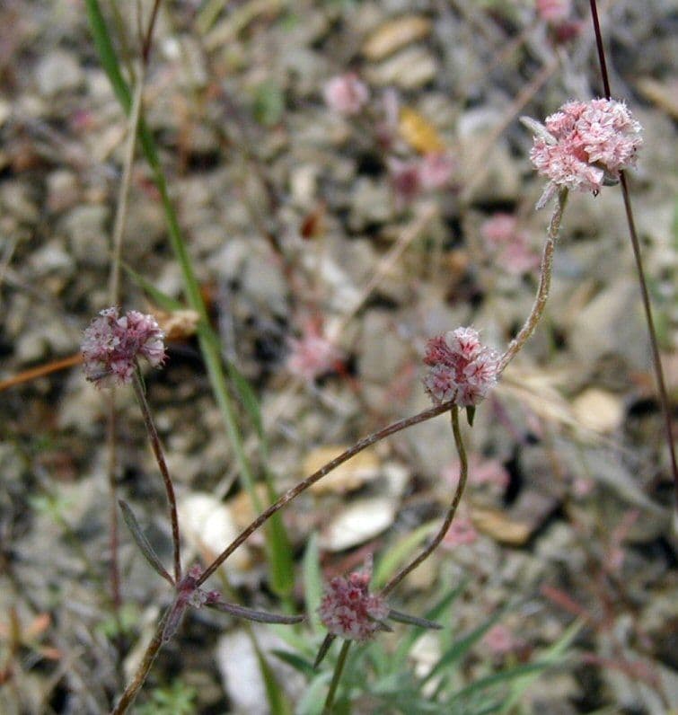 Chorizanthe