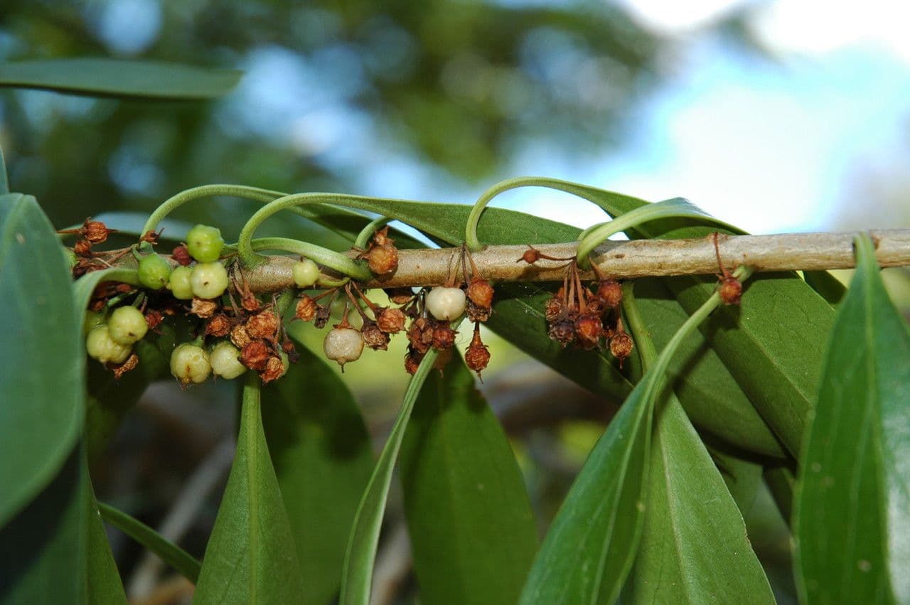 Myoporum