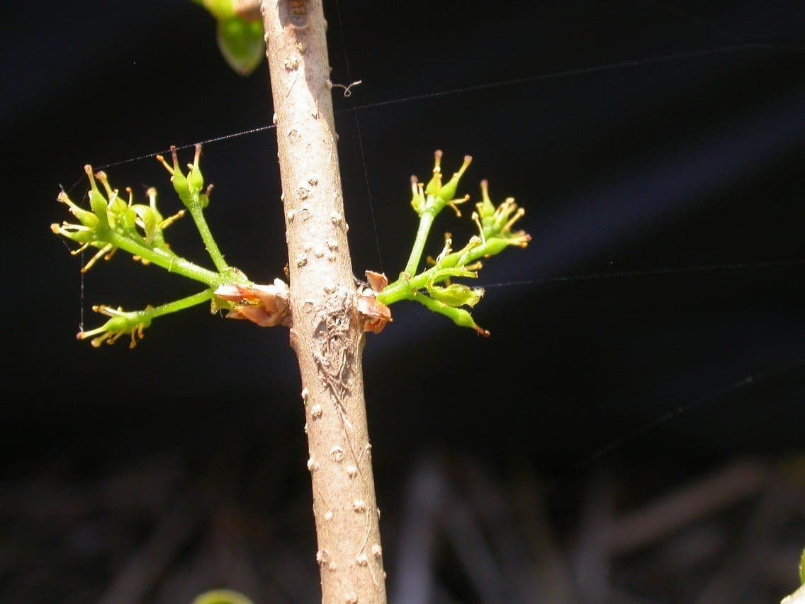 Forestiera 11