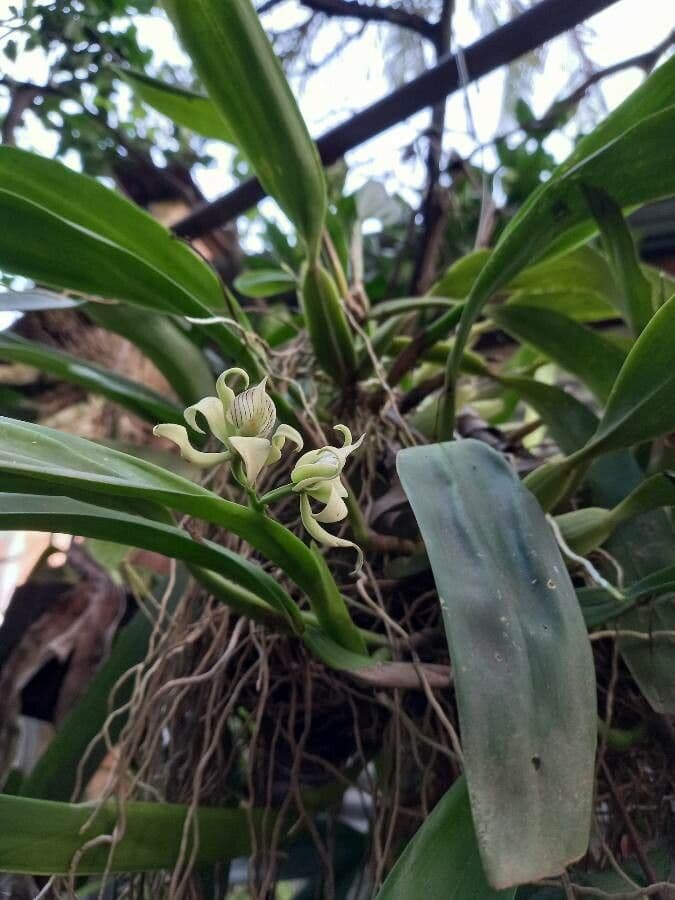Prosthechea 5