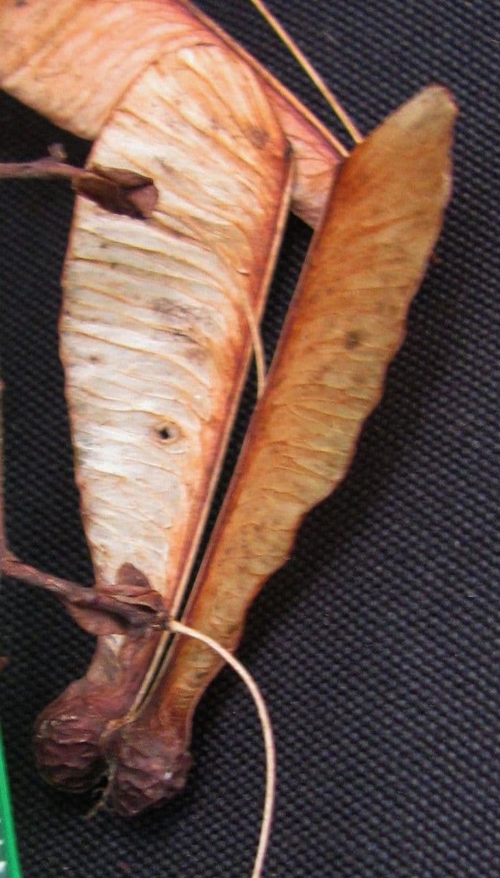 Traubige Serjania 5