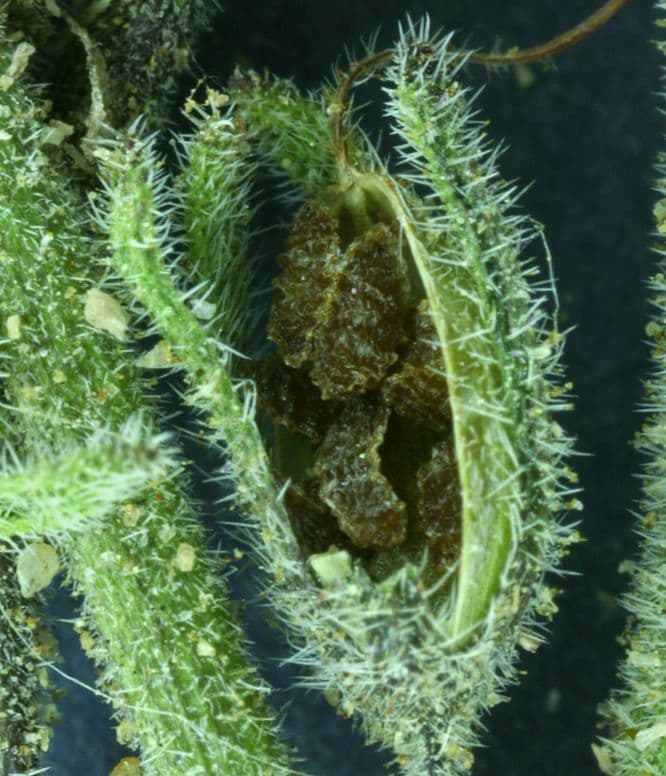 Facelia bicolore