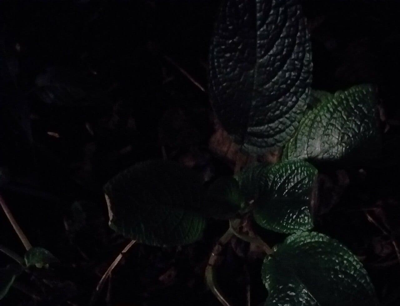 Begonia 6