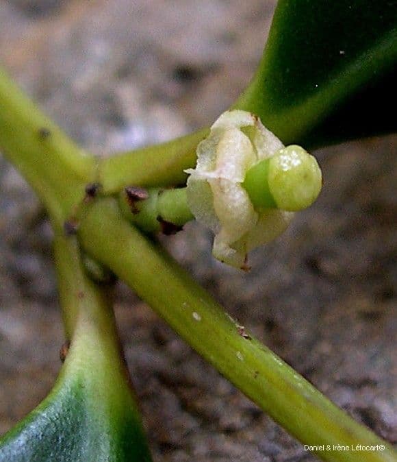 Garcinia 2