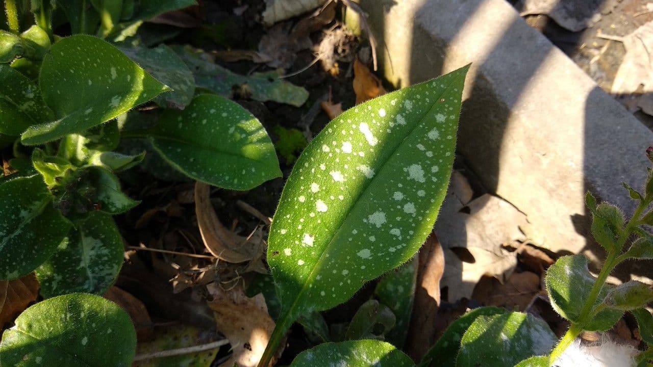 Polmonaria montana 16