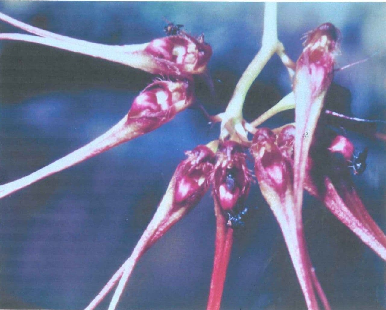 Bulbophyllum 3