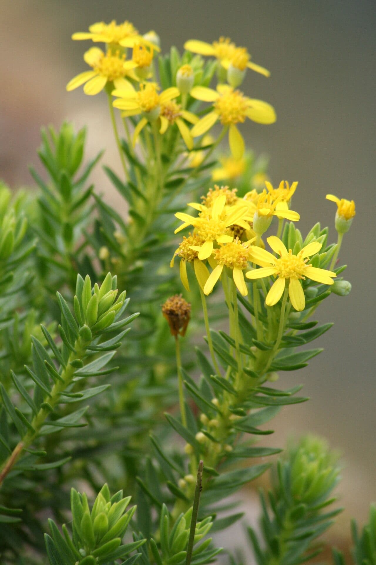 Tysons Euryops 2