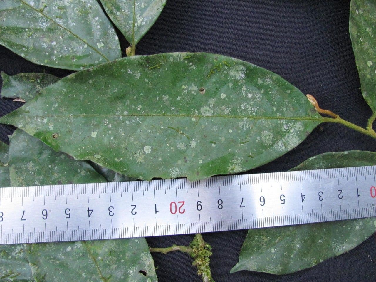 Desmopsis 4
