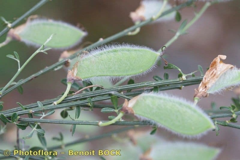 Janovec veľkokvetý 9