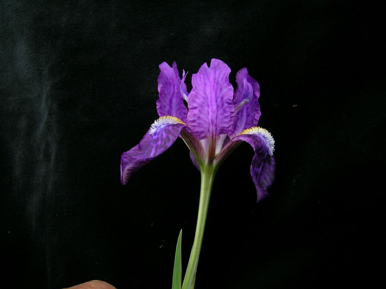 Iris 4