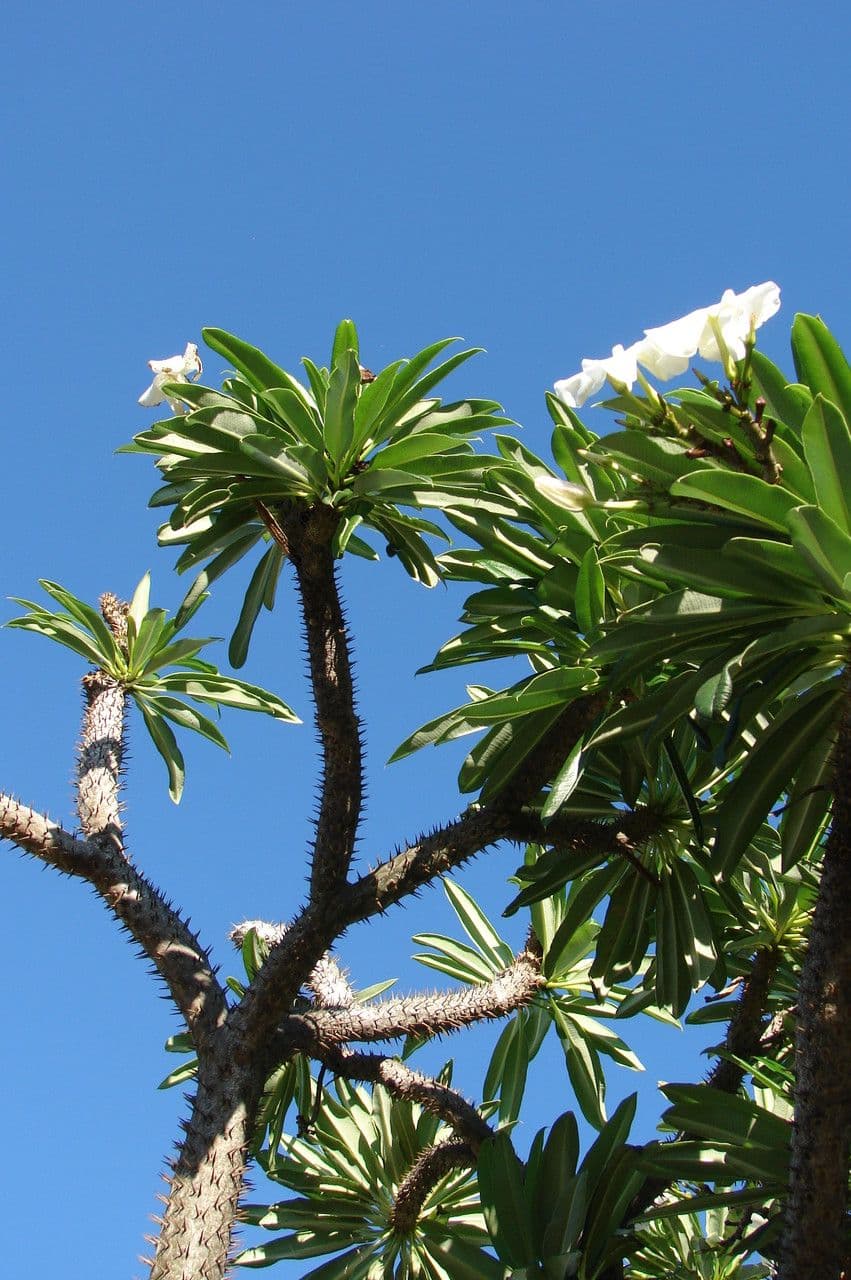 Pachypodium 2