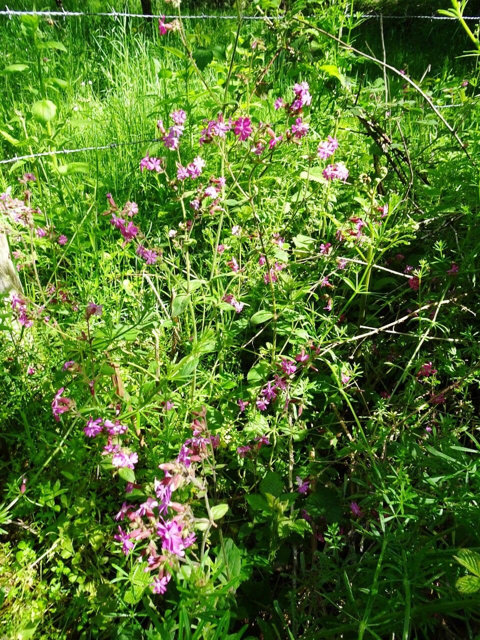 Silene dioica 14