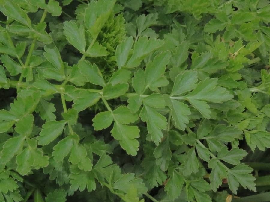 Finocchio acquatico 16