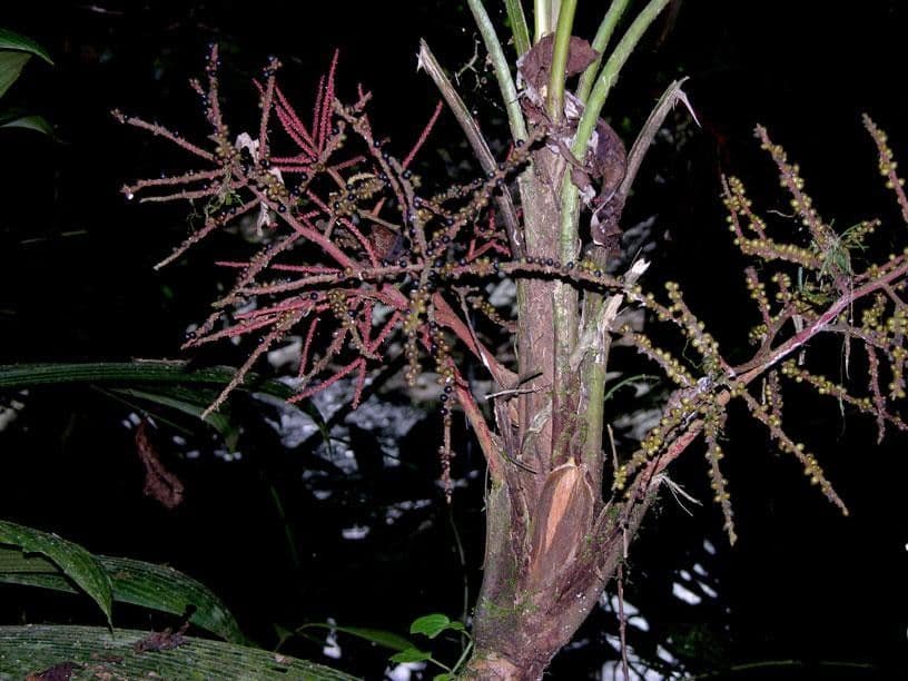 Geonoma pinnada 9