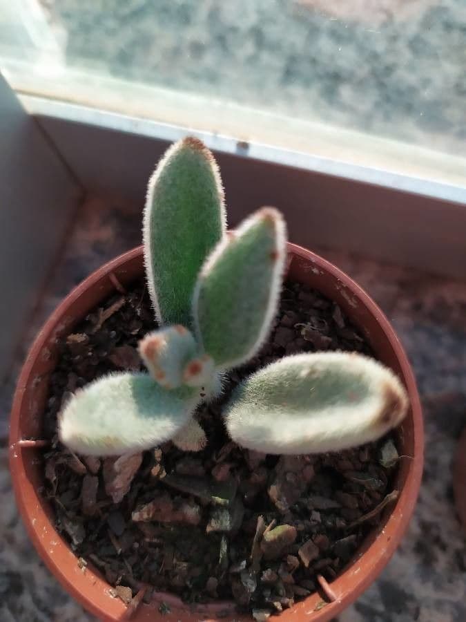 Pianta panda 6