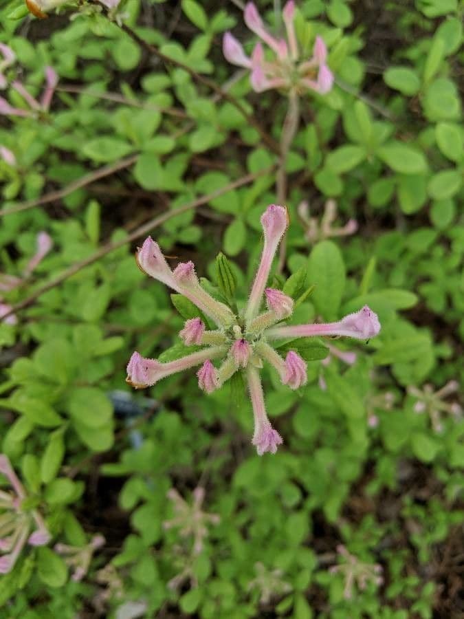 Rododendron atlantický 5