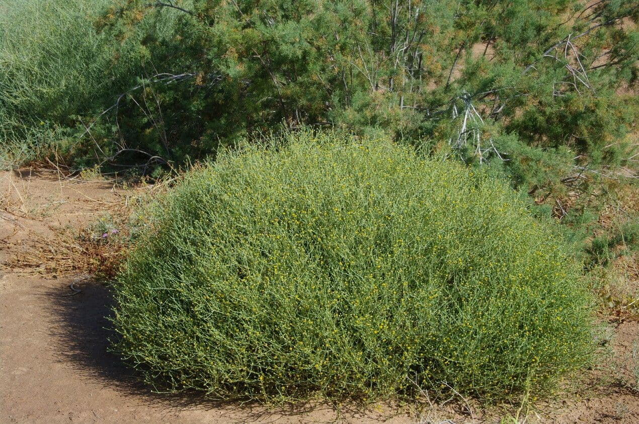 Pulicaria 8