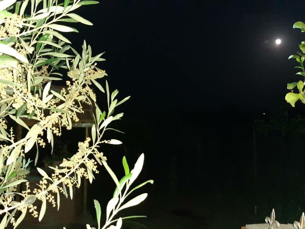 Buddleja saligna 7