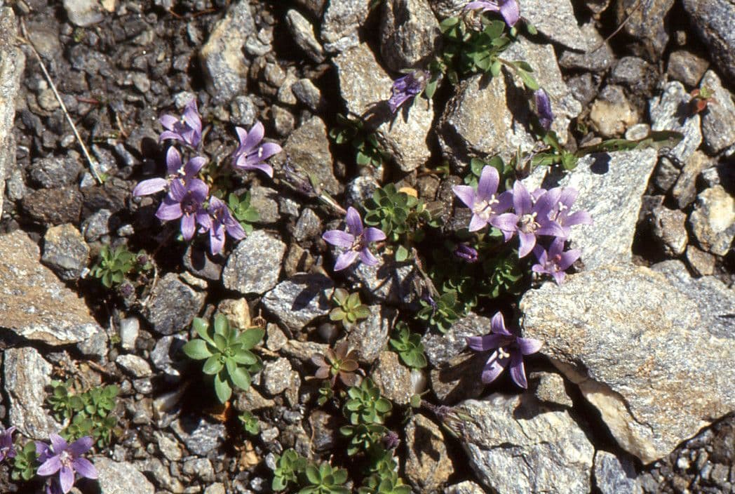 Campanula di Cenis 7