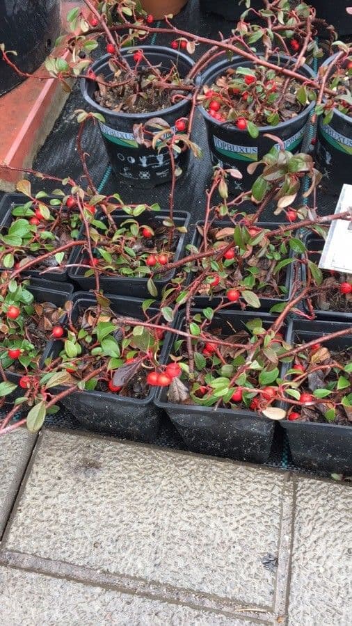 Cotoneaster de hoja entera 17