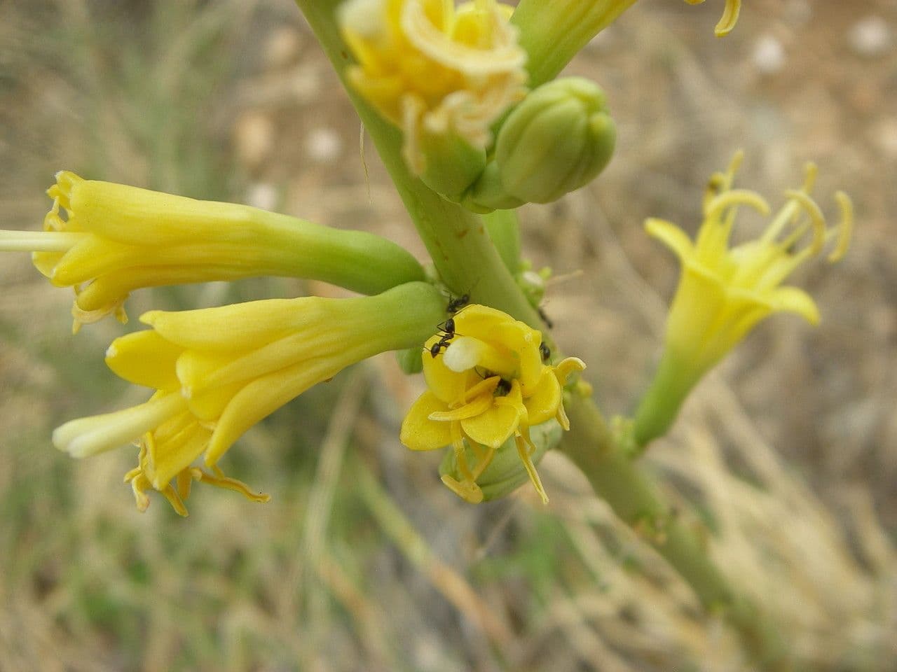 Schott-Agave 2