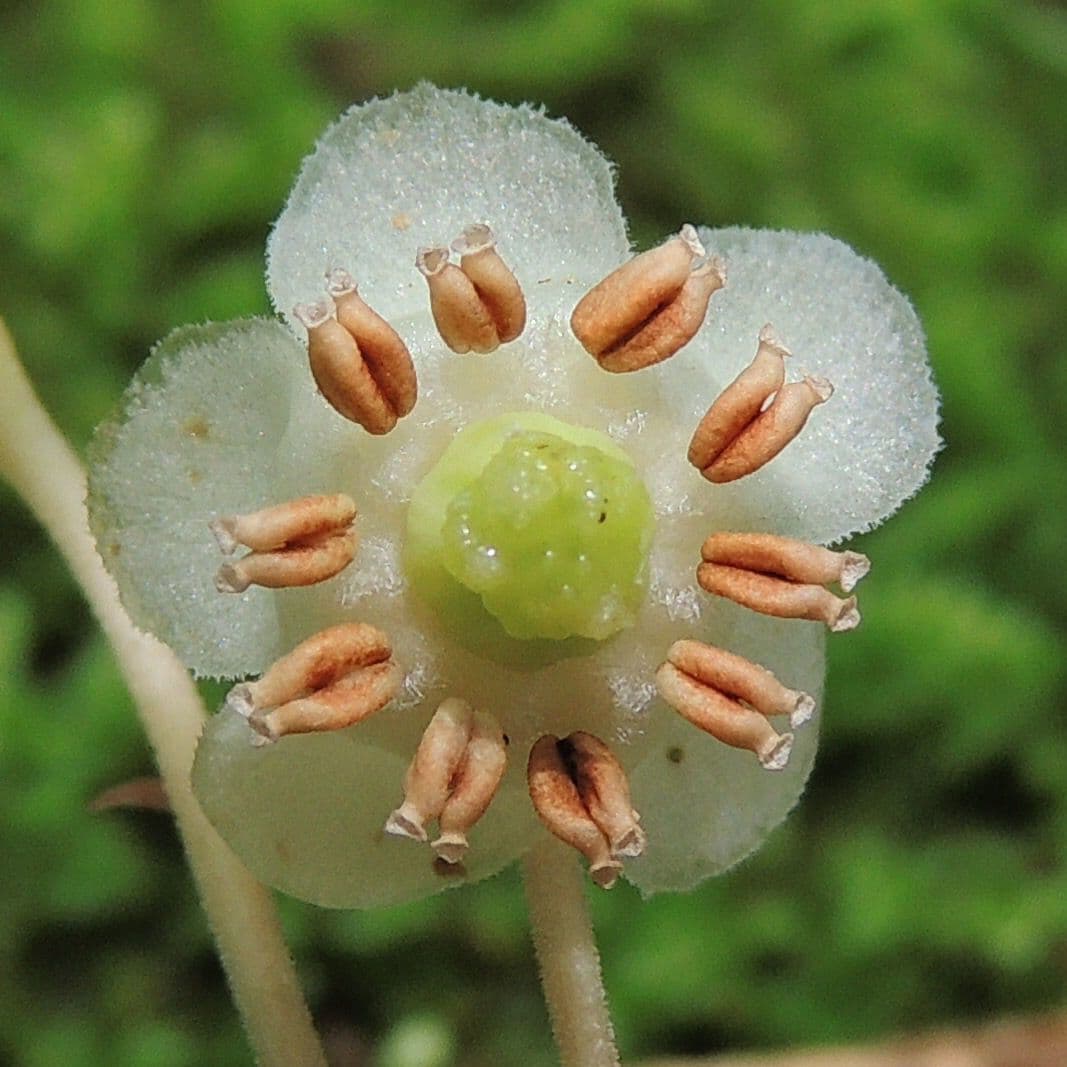Chimaphila macchiata 10