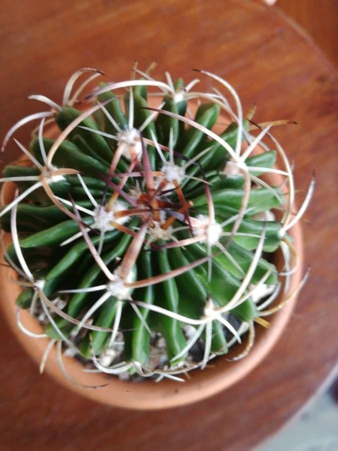 Cactus cervello