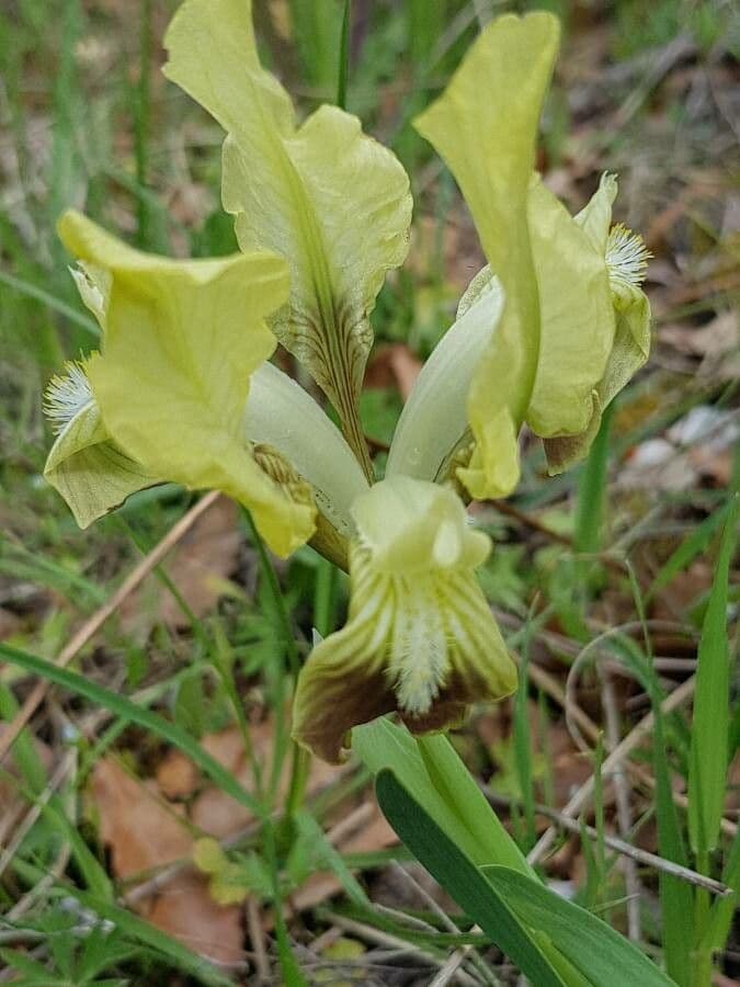 Iris