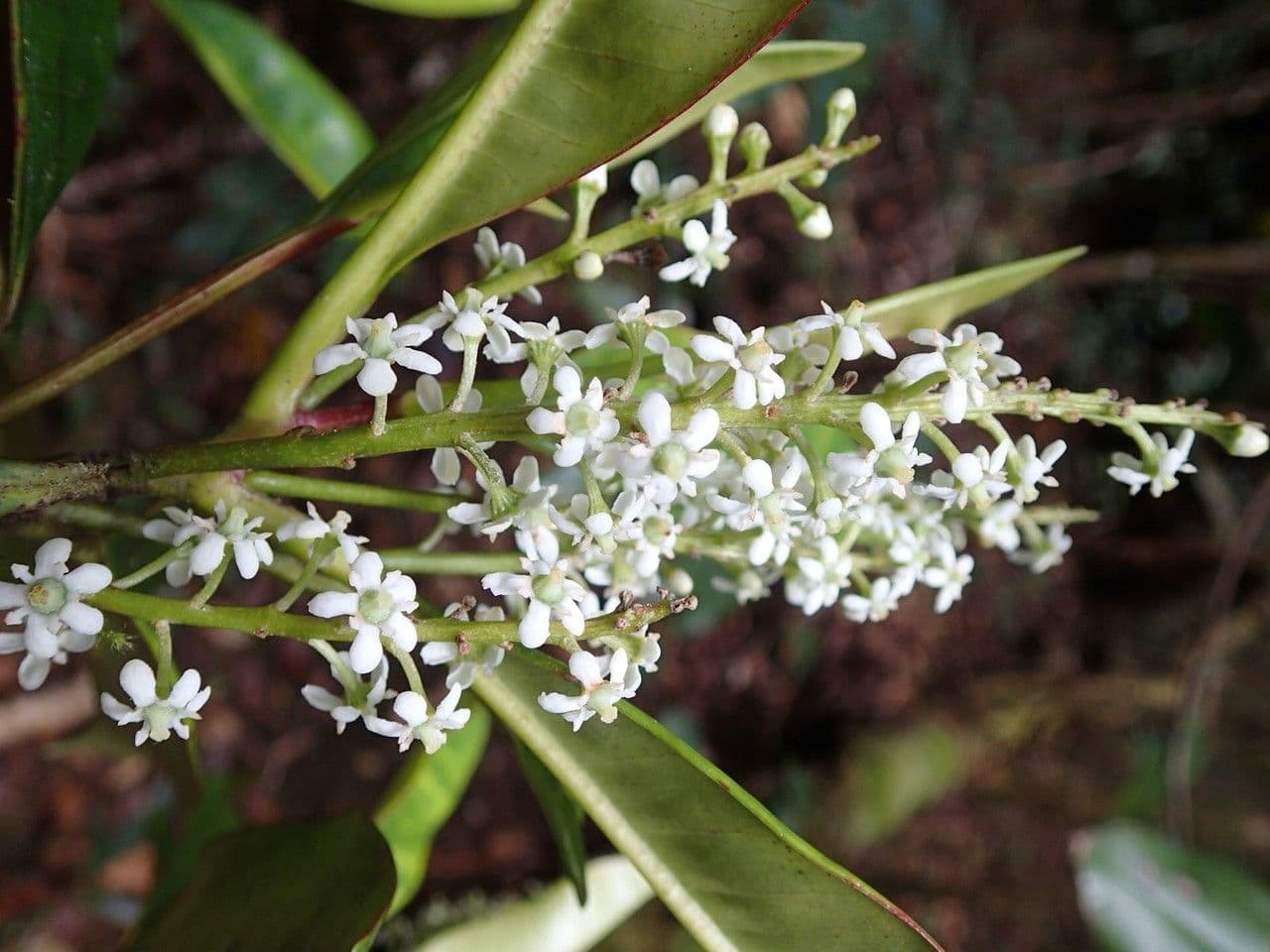 Quintinia 3